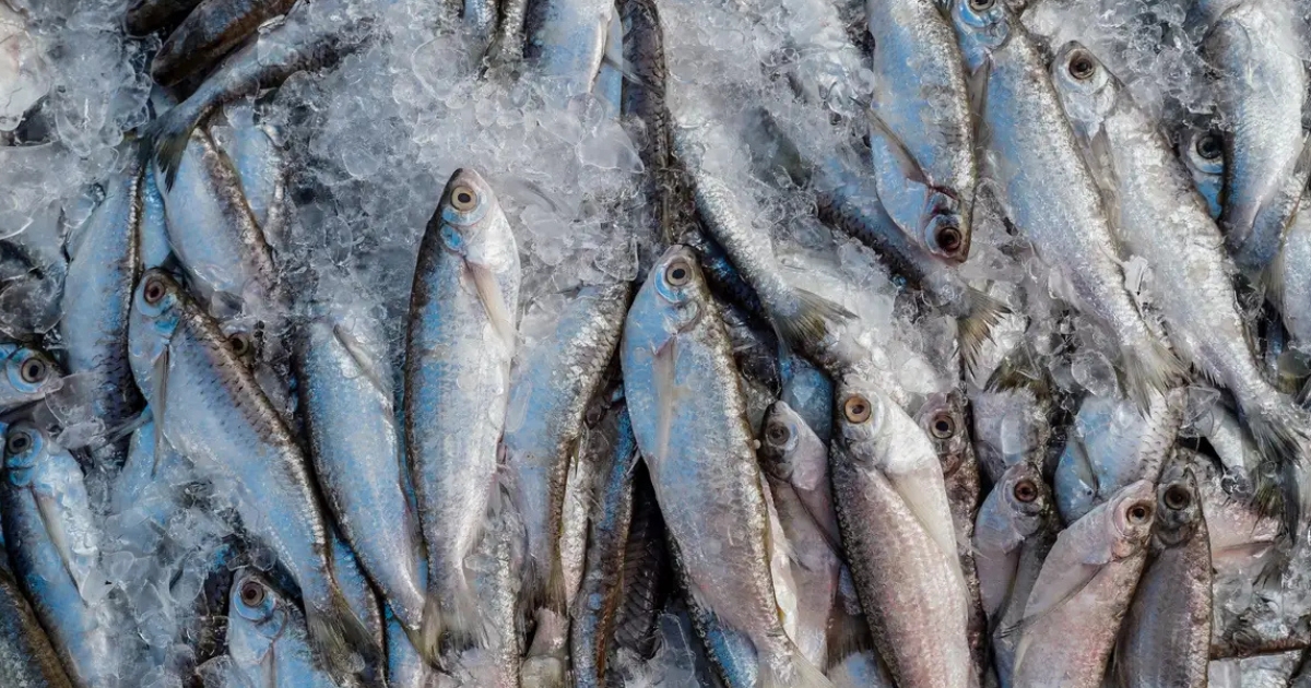 importação de pescado
