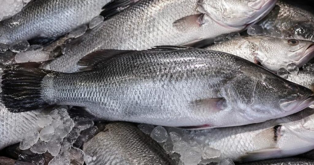 importação de pescado