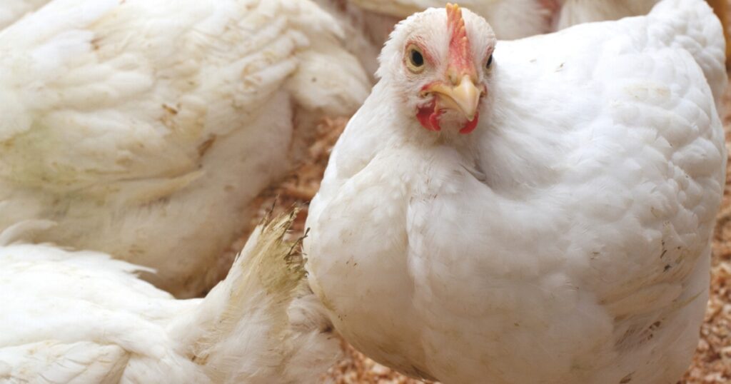 mercado global de aves