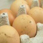 Aumento de ovos com poeira acende alerta na avicultura do Reino Unido