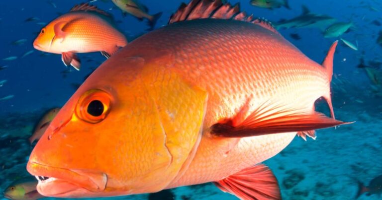 Pargo é reclassificado como espécie em perigo e acende alerta para pesca no Brasil