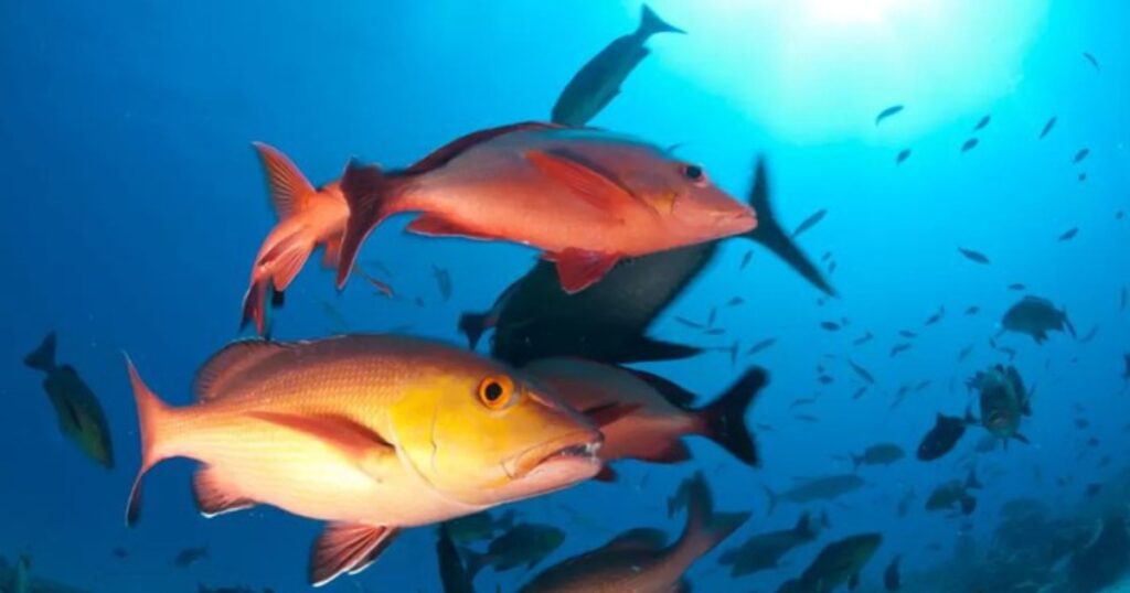pargo em perigo de extinção