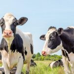 Falhas em biodigestores podem comprometer ganhos ambientais na pecuária leiteira