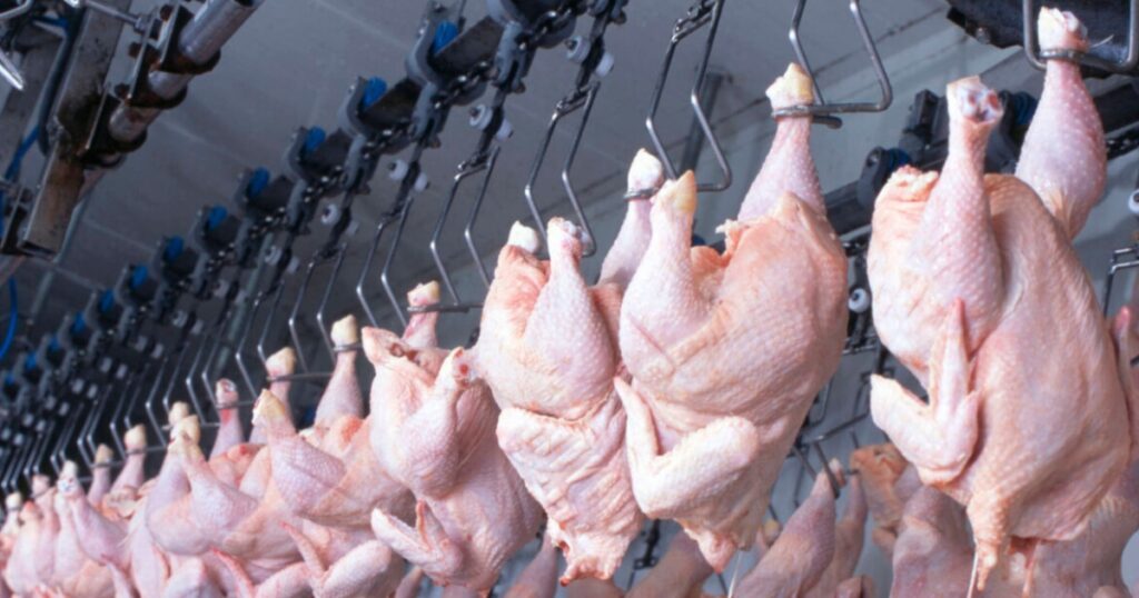 exportações de frango
