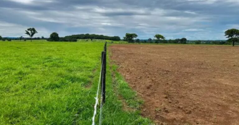 Mesa da Pecuária propõe ajustes para ampliar recuperação de pastagens no Brasil