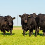 Venda de sêmen Angus avança no Brasil e reforça novo ciclo de valorização da genética bovina