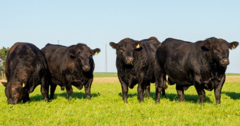 Venda de sêmen Angus avança no Brasil e reforça novo ciclo de valorização da genética bovina