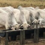 Detalhes fazem a diferença no semi-confinamento