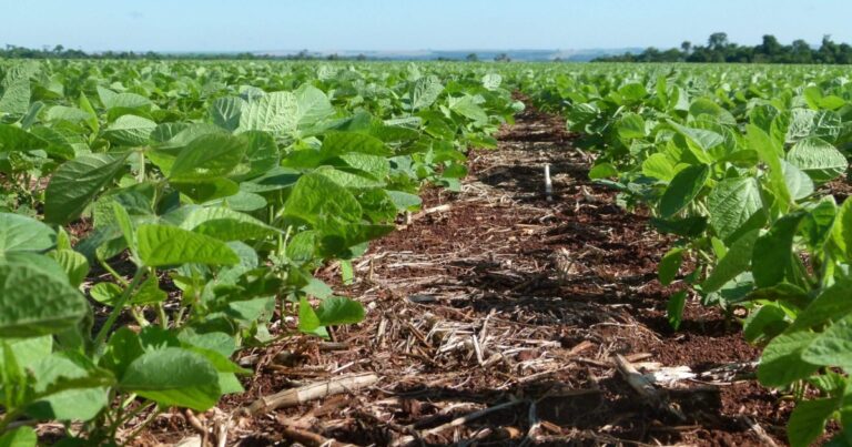 Clima favorece desenvolvimento da soja no Brasil, aponta monitoramento da Conab