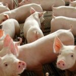 Importações pressionam preços e colocam suinocultura da Romênia em crise