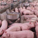 Exportações impulsionam suinocultura de MS e reforçam presença no mercado internacional