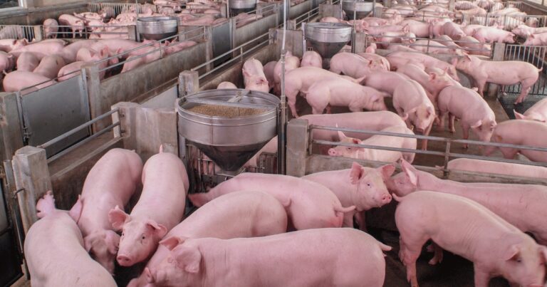 Exportações impulsionam suinocultura de MS e reforçam presença no mercado internacional