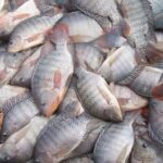 Paraná lidera produção de tilápia no Brasil, seguido por São Paulo e Minas Gerais