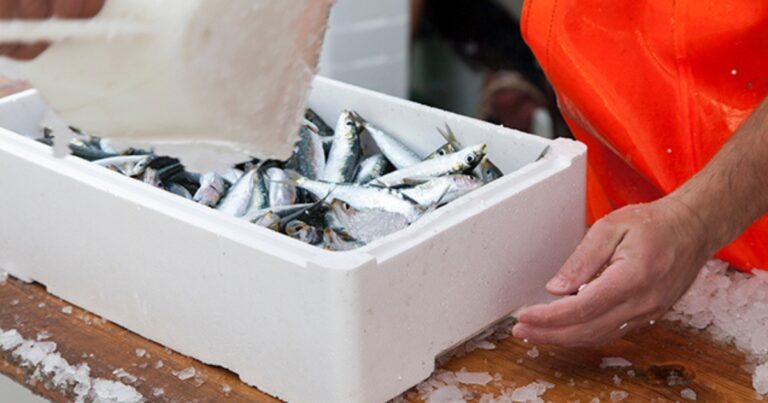 Nova regra para transporte de peixes gera preocupação no setor aquícola