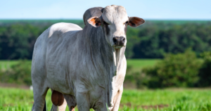 Aditivo fitogênico como estratégia nutricional sustentável em cenários de restrição ao uso de antimicrobianos