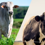 Aditivo fitogênico como estratégia nutricional sustentável em cenários de restrição ao uso de antimicrobianos