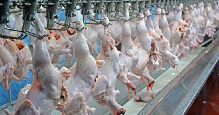Abate de frango cresce 4,5% e exportações batem recorde no quadrimestre