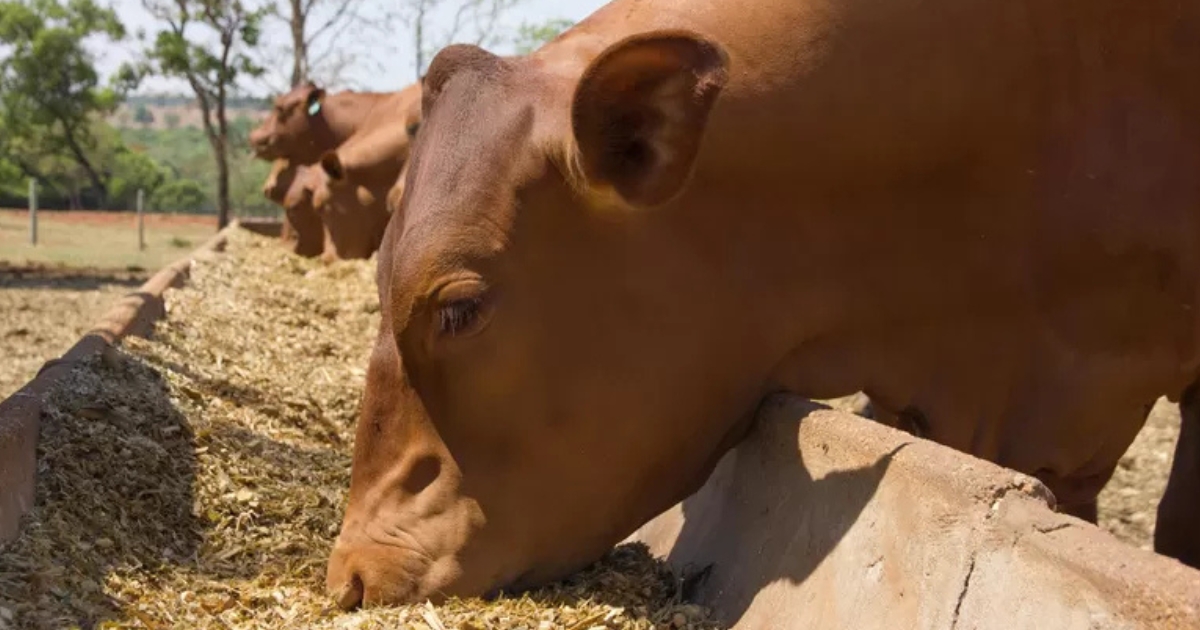 custos de produção animal