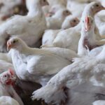 ABPA e Vida de Granja lançam campanha digital sobre biosseguridade e prevenção à Influenza Aviária