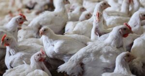 ABPA e Vida de Granja lançam campanha digital sobre biosseguridade e prevenção à Influenza Aviária