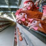 Investigação aponta falhas em bem-estar animal na cadeia de ovos ligada ao Assaí Atacadista