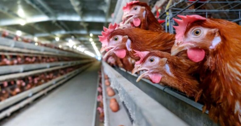 Investigação aponta falhas em bem-estar animal na cadeia de ovos ligada ao Assaí Atacadista