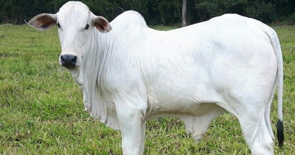 bezerro em Mato Grosso