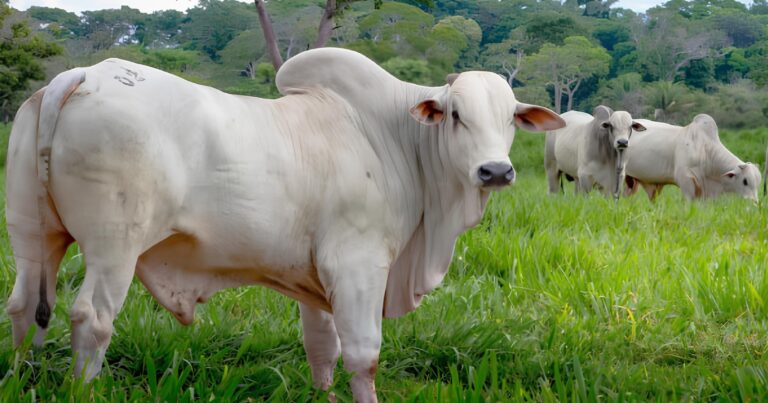 Boi gordo reage no fim de maio com apoio das exportações