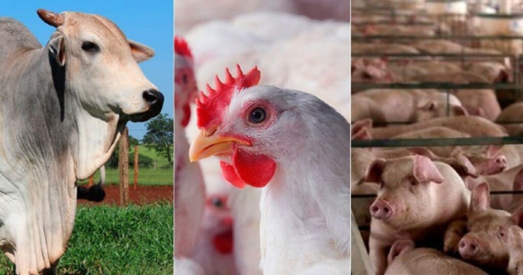 nutrição animal