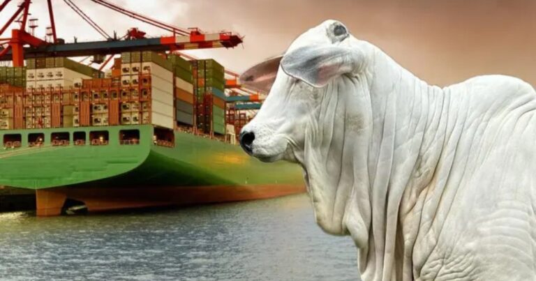 Carne bovina supera 1 milhão de toneladas exportadas em 2026
