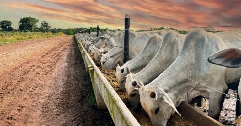 Confinamento bovino em Mato Grosso deve crescer 55% em 2026