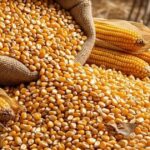 Milho sustenta a proteína animal e reforça seu papel estratégico no agro brasileiro
