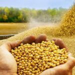 Esmagamento de soja avança no Brasil impulsionado por farelo e biodiesel