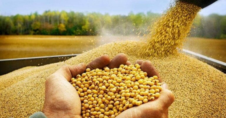 Esmagamento de soja avança no Brasil impulsionado por farelo e biodiesel