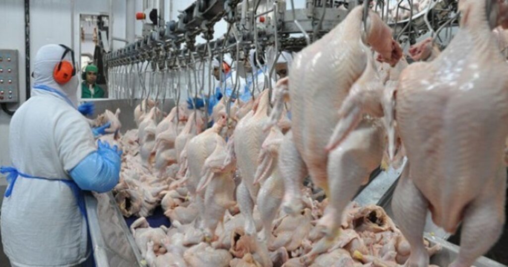 exportações de carne de frango