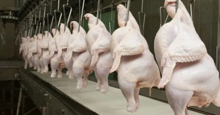 Frango alcança recorde de exportações no quadrimestre