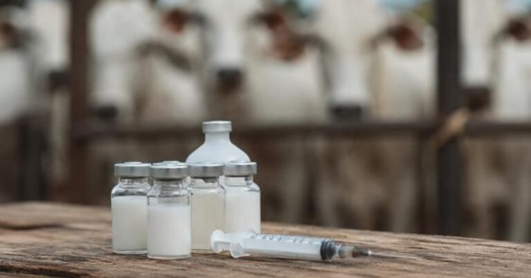 Mapa libera mais 12,3 milhões de doses contra clostridioses
