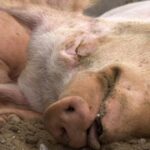 Peste Suína Africana atinge granja com mais de 21 mil suínos na Polônia