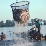 Os dois mundos do peixe de cultivo no Brasil