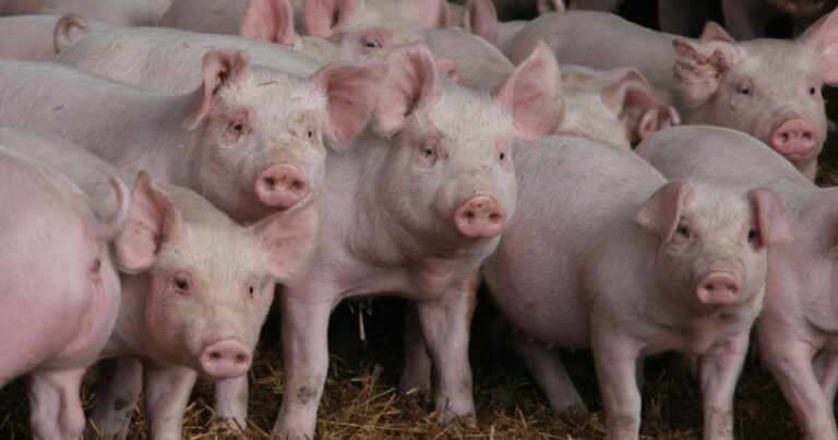 Bolsa de Suínos de São Paulo mantém preço do animal vivo em R$ 106/@ pela terceira semana seguida
