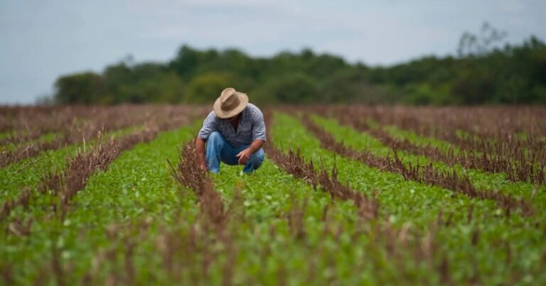 Endividamento rural de R$ 10,8 bi limita crédito a produtores do Paraná