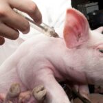 Pseudorrabia nos EUA gera restrições pontuais, mas exportações de carne ao México seguem mantidas