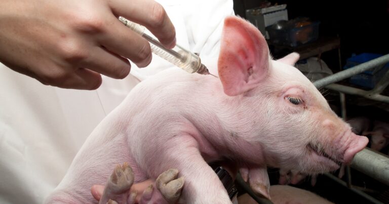 Pseudorrabia nos EUA gera restrições pontuais, mas exportações de carne ao México seguem mantidas