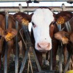Rastreabilidade fortalece competitividade da pecuária brasileira e amplia acesso a mercados