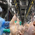 Receita avícola do RS cresce apesar de menor volume exportado