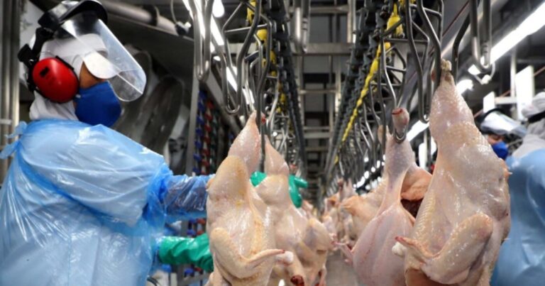 Receita avícola do RS cresce apesar de menor volume exportado