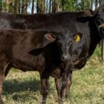 Indústria e cooperativa estruturam Wagyu on dairy com garantia de compra