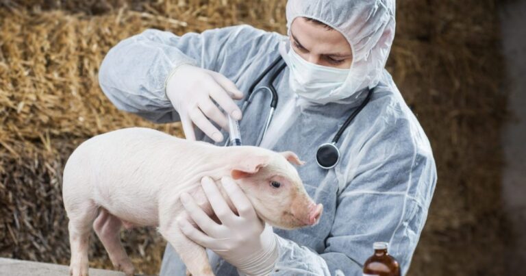 Mapa proíbe antimicrobianos como melhoradores de desempenho na produção animal