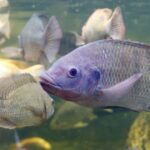 Aquicultura paulista ganha força e tilápia passa a integrar o valor da produção agropecuária