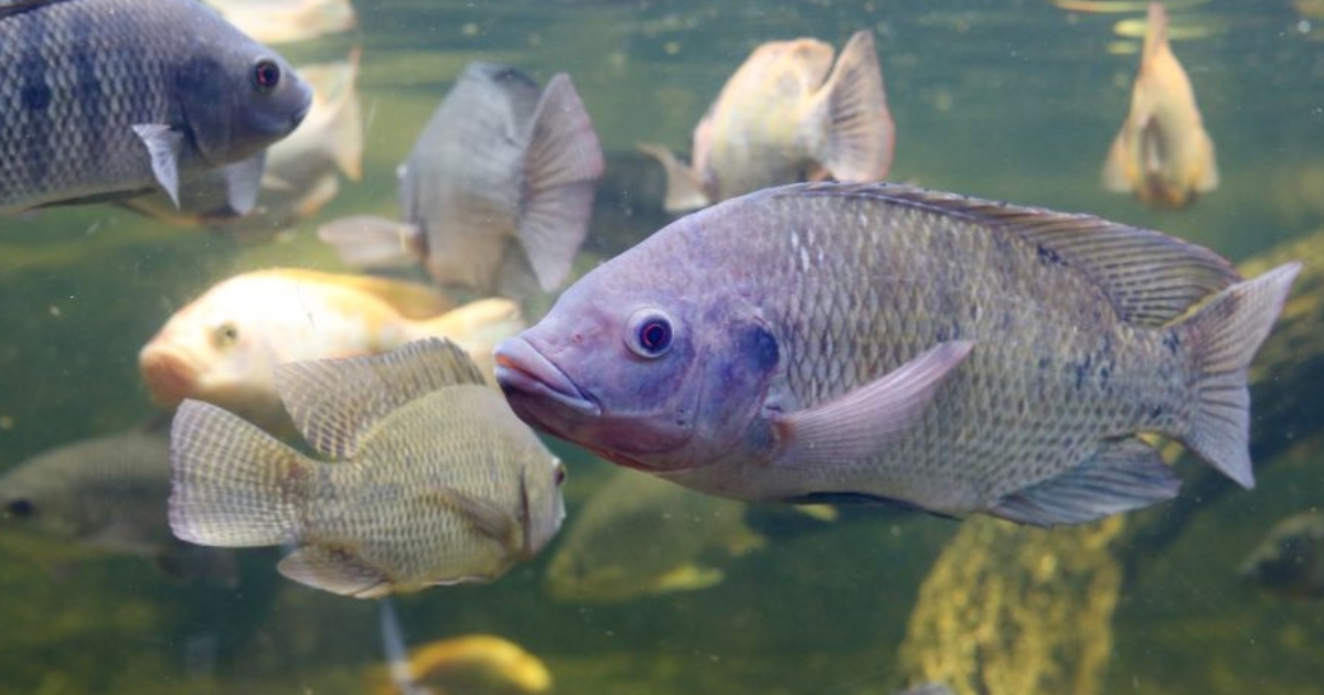 aquicultura paulista
